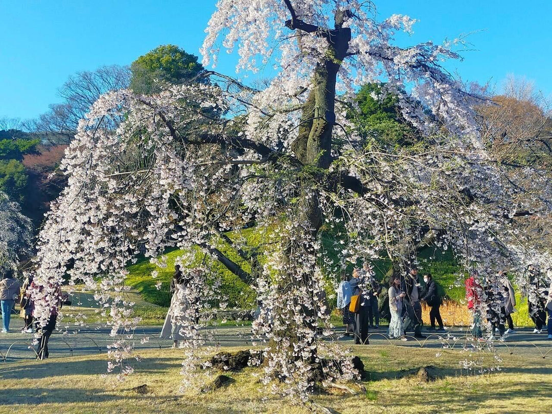 東京スカイツリー・さくらまつりでは、桜しゃぼんを用意して来店お待ちしております！