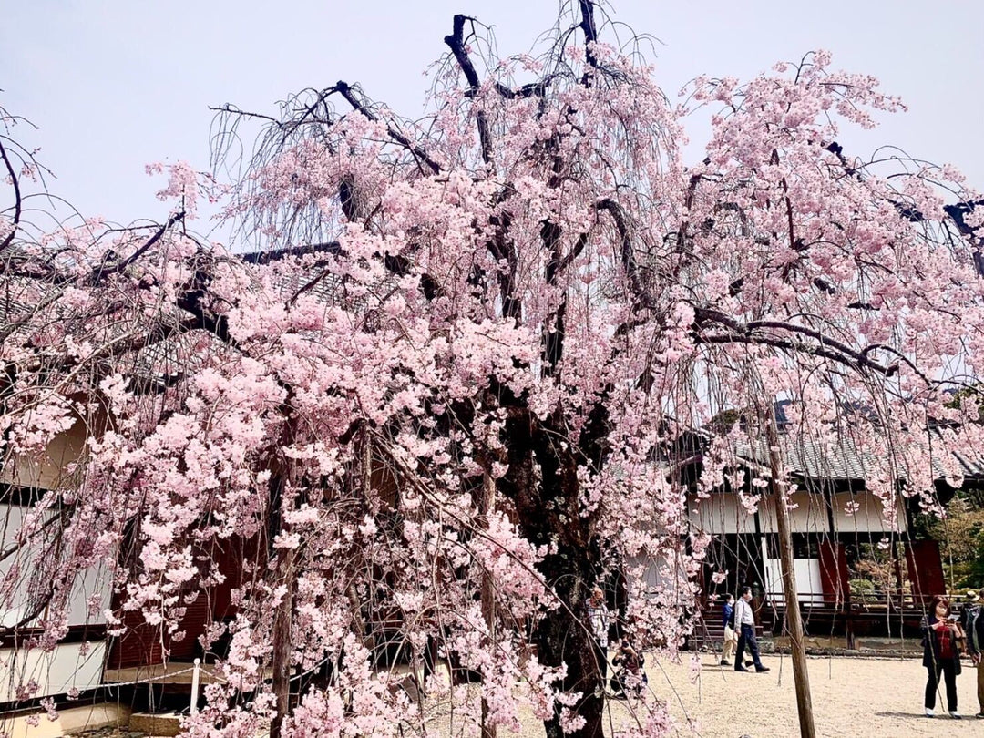 京都では桜が満開ですよ